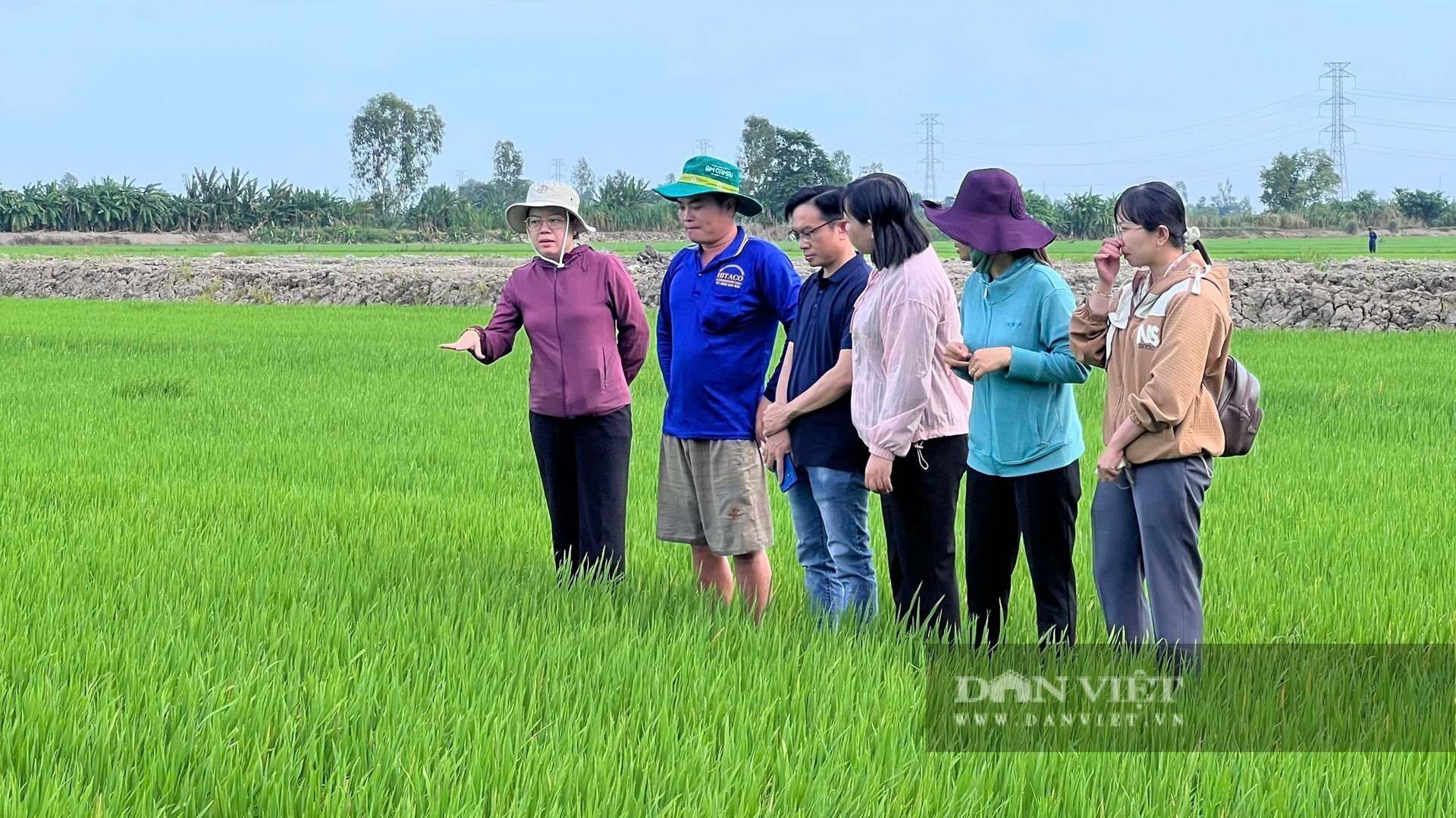 Lãnh đạo phường Mỹ Thới thăm mô hình trồng lúa hữu cơ của ông Lê Hoàng Giang. Ảnh: Hoàng Quân