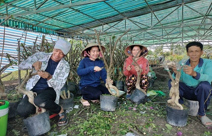 Vườn rộng 2ha trồng thứ cây cảnh nở hoa cản chả kịp, một nông dân Đồng Tháp phát tài
