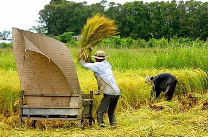 Nông dân đập lúa - Ảnh tư liệu/Internet