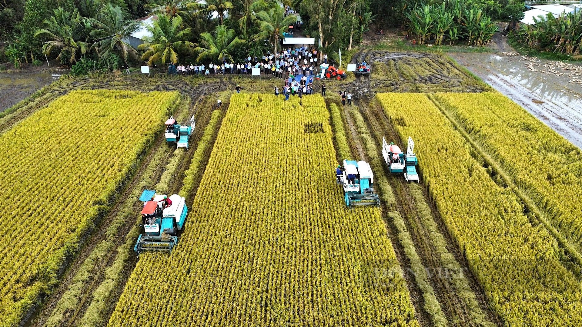 Máy gặt đập liên hợp thay thế hoàn toàn máy tuốt lúa trong nền nông nghiệp hiện đại - Ảnh: H.X