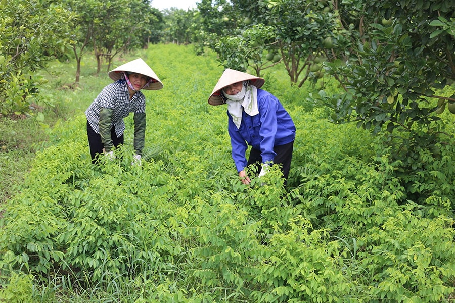Sản xuất rau an toàn tại xã Đại Xuyên.