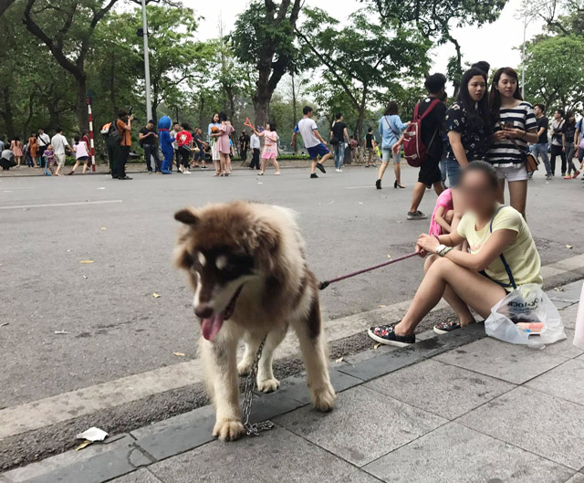 Hà Nội cấm dắt thú cưng, mang loa kéo vào phố đi bộ Hồ Gươm. Ảnh: Dân việt