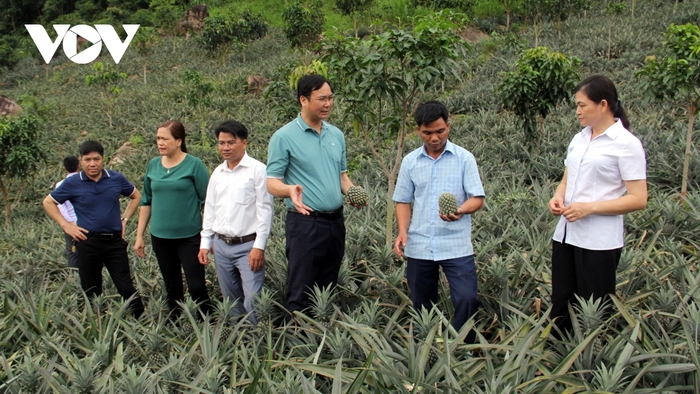 Lãnh đạo huyện Quỳnh Nhai thăm mô hình trồng dứa tại xã Chiềng Ơn.
