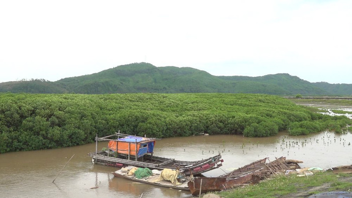 Là huyện vùng biển của tỉnh Thanh Hóa, huyện Nga Sơn có diện tích rừng ngập mặn (RNM) tương đối lớn, giúp bảo vệ bờ biển tránh xói lở và xâm thực. Ảnh: baotainguyenmoitruong