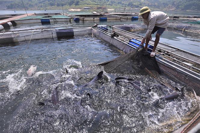 Mô hình nuôi cá lăng trong lồng bè tại huyện Ba Vì. Ảnh: Ánh Ngọc