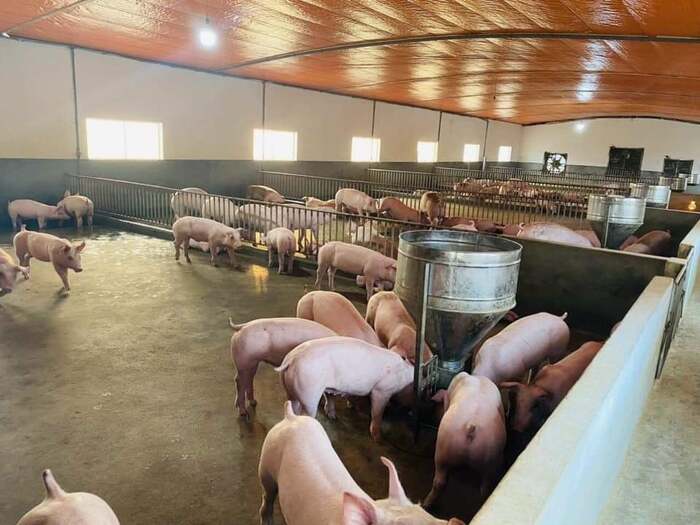 Giá lợn hơi tiếp tục giảm trên cả 3 miền. Ảnh minh họa