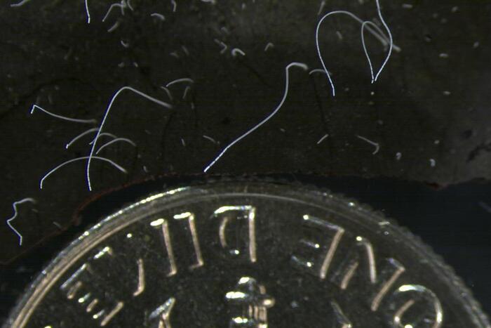 Hình ảnh vi khuẩn mới phát hiện bên cạnh một đồng tiền xu. Ảnh: AP