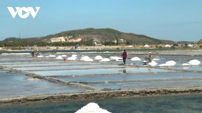 Muối ở tỉnh Phú Yên bán được giá nhưng lại mất mùa.