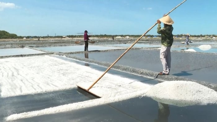 Tuyết Diêm-vùng sản xuất muối lớn nhất thị xã Sông Cầu, tỉnh Phú Yên mất mùa nặng.