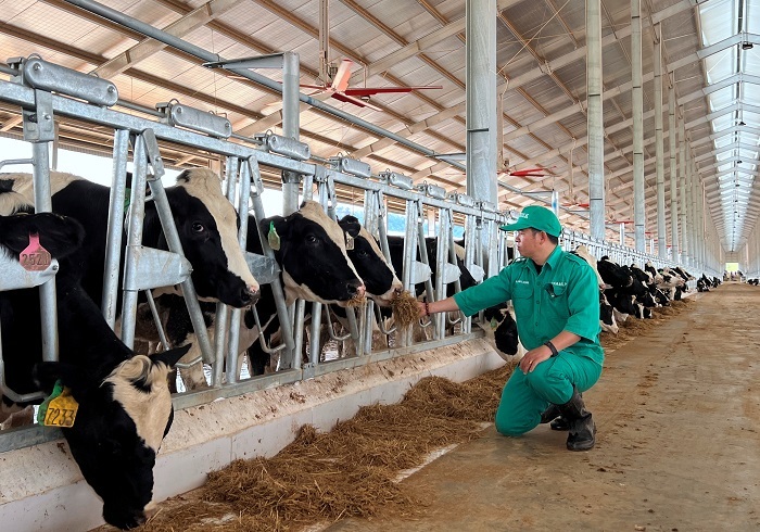 Đàn bò sữa được chăm sóc đặc biệt, sớm làm quen với điều kiện sống mới tại trang trại Vinamilk Lao-Jagro.