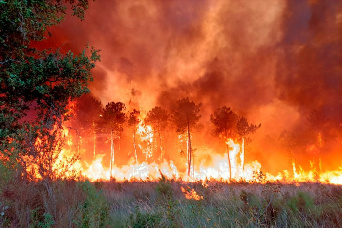 Cháy rừng gần Landiras, Tây Nam nước Pháp hôm 15/7. Ảnh: AP