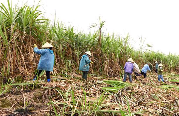 Bộ Công Thương áp dụng biện pháp phòng vệ thương mại nhằm đảm bảo một môi trường cạnh tranh công bằng, bình đẳng và hài hòa lợi ích giữa người nông dân trồng mía, các doanh nghiệp sản xuất đường trong nước.