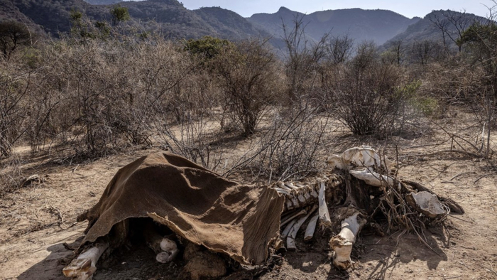Xác một con voi trưởng thành chết trong đợt hạn hán ở Samburu, Kenya vào ngày 12 tháng 10 năm 2022. Ảnh: AFP