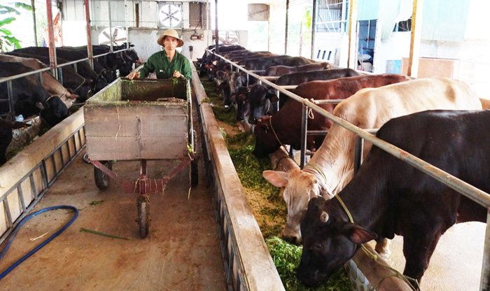 Hà Nội hướng đến xây dựng vùng chăn nuôi bò thịt chất lượng cao.