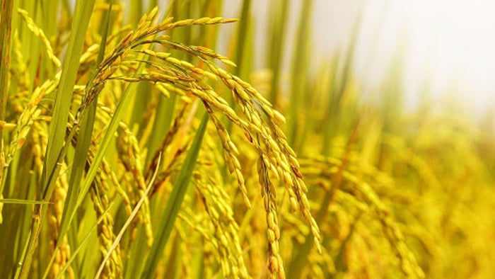 Lúa gạo vừa là nguồn lương thực quan trọng, vừa là mặt hàng xuất khẩu chiến lược của Việt Nam.
