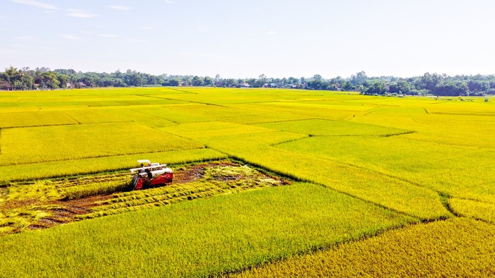 Ngành lúa gạo được đẩy mạnh tái cơ cấu theo hướng nâng cao hiệu quả và phát triển bền vững.