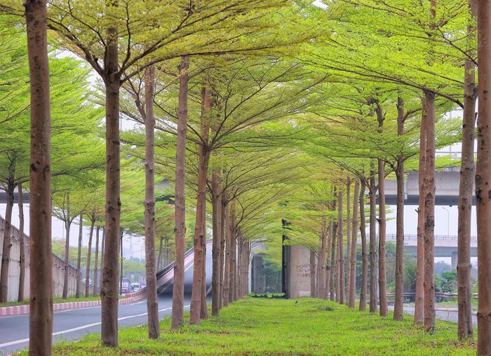 Giữa thời tiết giao mùa tháng 3, nhiều tuyến đường tại Hà Nội bất ngờ được khoác áo mới bằng màu xanh mướt khi hàng chục nghìn gốc bàng lá nhỏ thay lá.