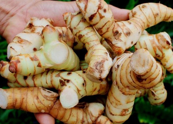 Củ riềng còn giúp giảm nhẹ sự khó chịu do các vết loét và viêm đau vùng bụng gây ra