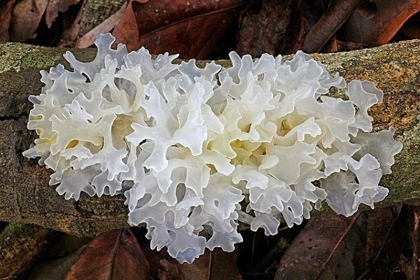 ngan-nhi
