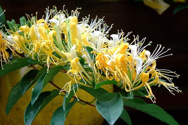 cay-thao-duoc-kim-ngan-hoa