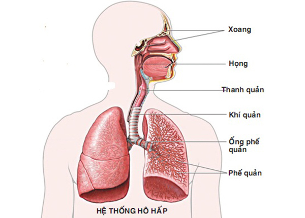 Suy hô hấp có thể do nhiều nguyên nhân gây ra