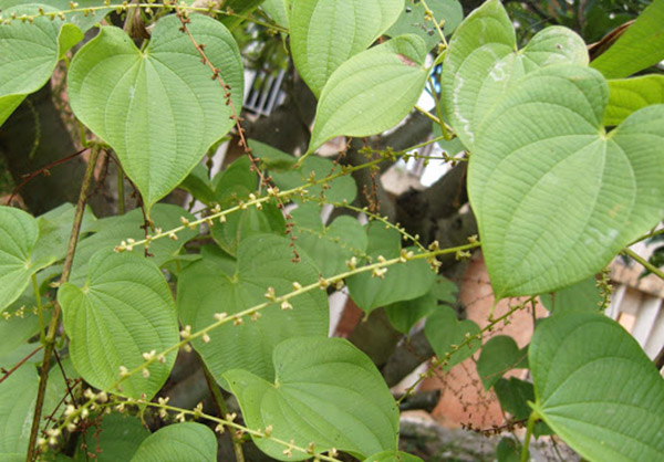 caycumai