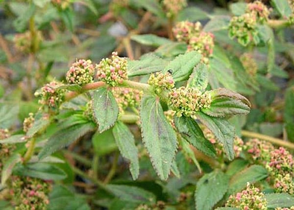 cosua