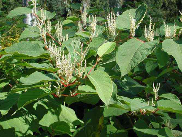 Cay-cot-khi