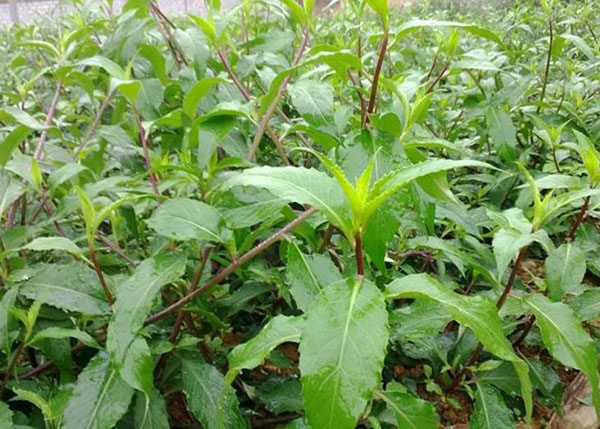 Hình ảnh của cây Bầu đất
