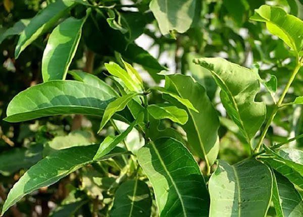 Tác dụng của lá vối đối với sức khỏe không phải ai cũng biết