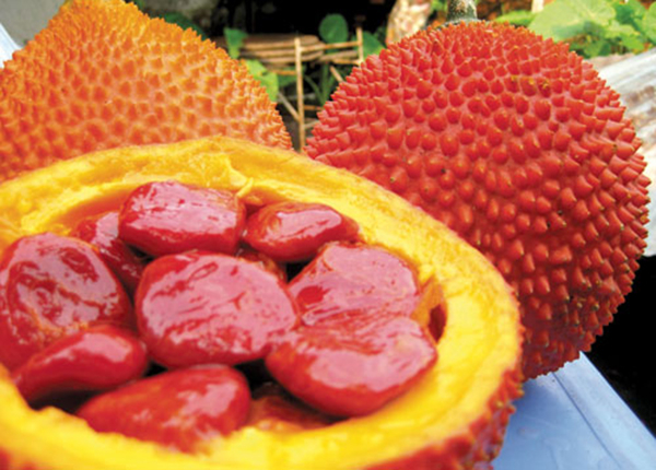 Quả gấc
