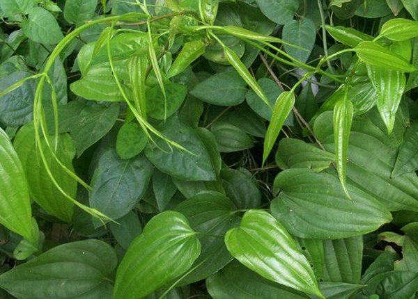 Cây Bách hộ