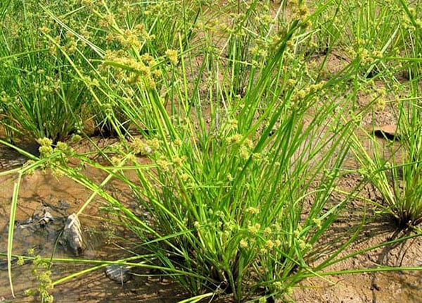 Đăng tâm thảo - Cây thuốc với nhiều công dụng quý trị bệnh