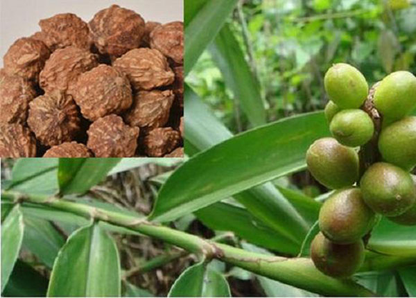 Ích trí nhân vị thuốc quý điều trị đái dầm, tiểu đêm cực hay