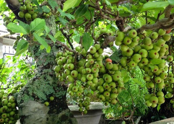 Vỏ sung, nhựa sung, lá sung chữa bệnh rất tốt