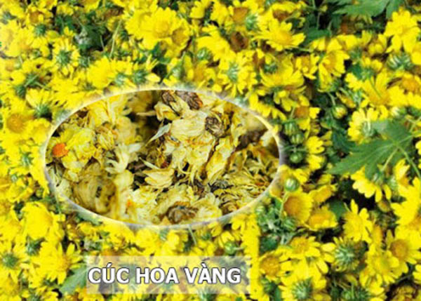 Cúc hoa có tác dụng giải cảm nhiệt, tác dụng thanh can sáng mắt