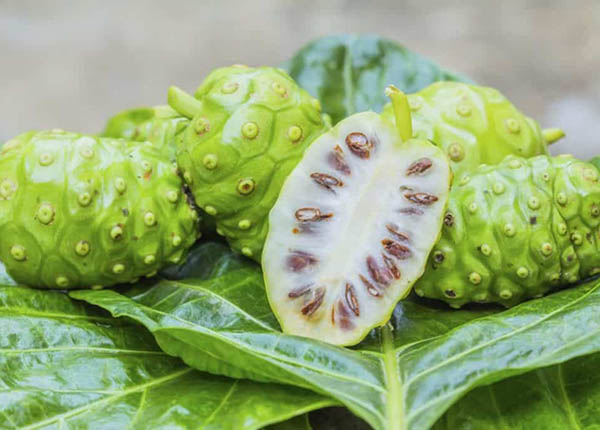 Quả nhàu có nhiều ứng dụng trong đời sống