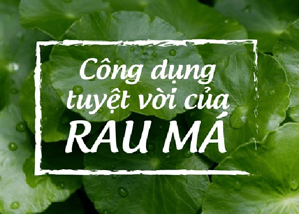 Công dụng tuyệt vời của cây rau má