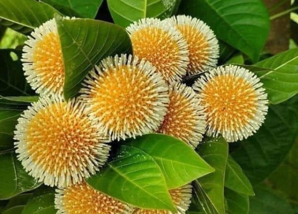 Chưa có tên (600 x 430 px) (8)