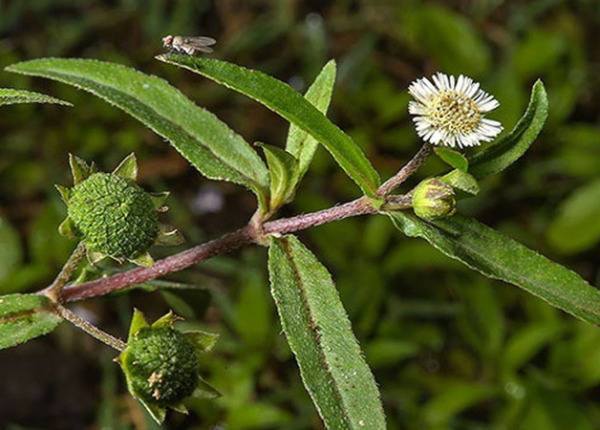 Chưa có tên (600 x 430 px) (21)