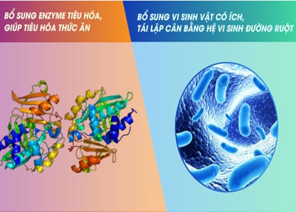Men vi sinh và men tiêu hóa là 2 loại hoàn toàn khác nhau