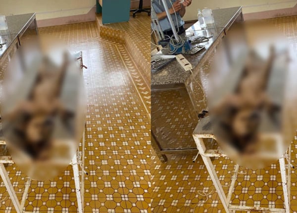 Hình ảnh chú chó gây sự tranh cãi cho cộng động mạng