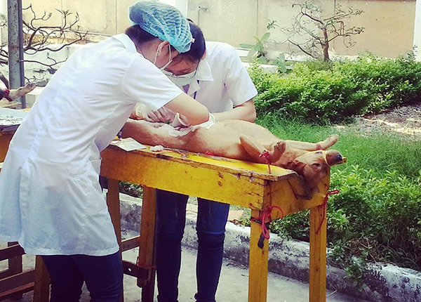 Hình ảnh sinh viên ngành Y thực hành mổ sống chó
