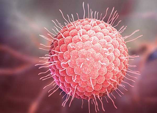 Virus Varicella Zoster gây bệnh thủy đậu