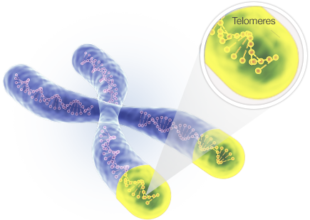 Telomere càng dài thì nhiễm sắc thể càng khỏe