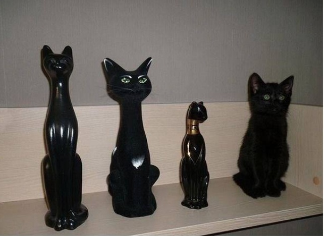 Chẳng khác gì 4 bức tượng mèo đen