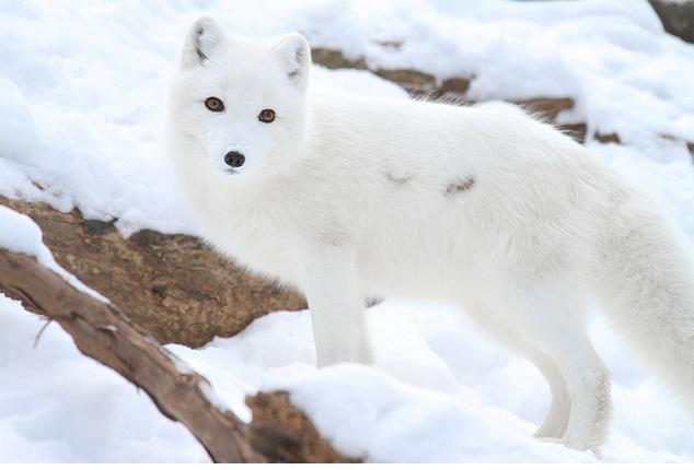 Chú sói này dường như trở nên vô hình giữa màu trắng của tuyết 