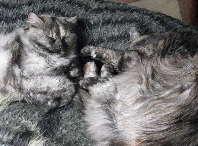 Hai chú mèo có bộ lông rất giống tấm thảm 
