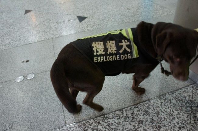 Chú chó có nhiệm vụ tìm bom bị biến thành... quả bom