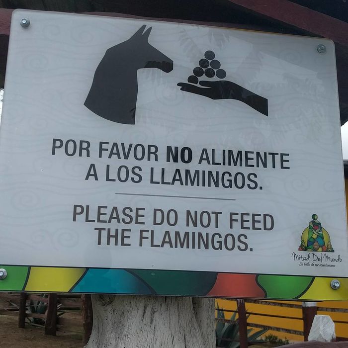 'Không cho hồng hạc ăn'. Hồng hạc ở Ecuador ăn gì mà trông giống... chó thế?